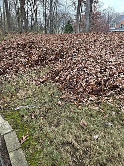 Fall clean up before